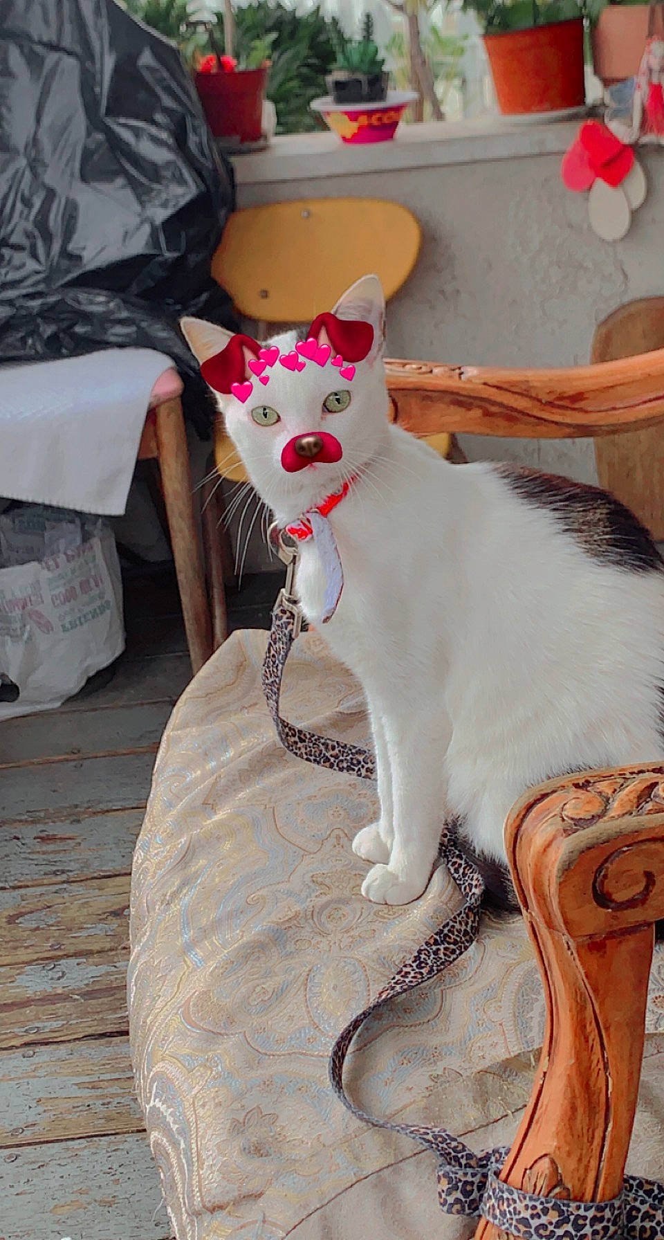 Dora joined the competition — help win amazing prizes! canidae, carmine, carnivore, cat, collar, companion_dog, domestic_short_haired_cat, fawn, felidae, flooring, fur, hardwood, human_leg, paw, sitting, small_to_medium_sized_cats, tail, whiskers, white, wood