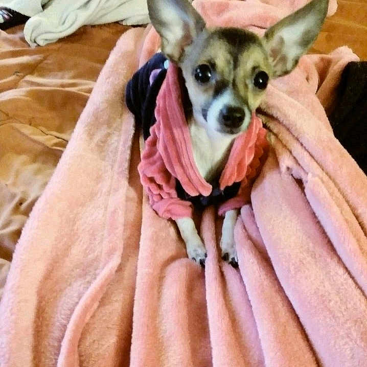 Ava is registered to the contest to win money with this photo: animal, bed, bedroom, blanket, canine, chihuahua, clothing, dog, furniture, homedecor, hound, indoors, laundry, linen, pet, puppy, purple, quilt, scarf, towel