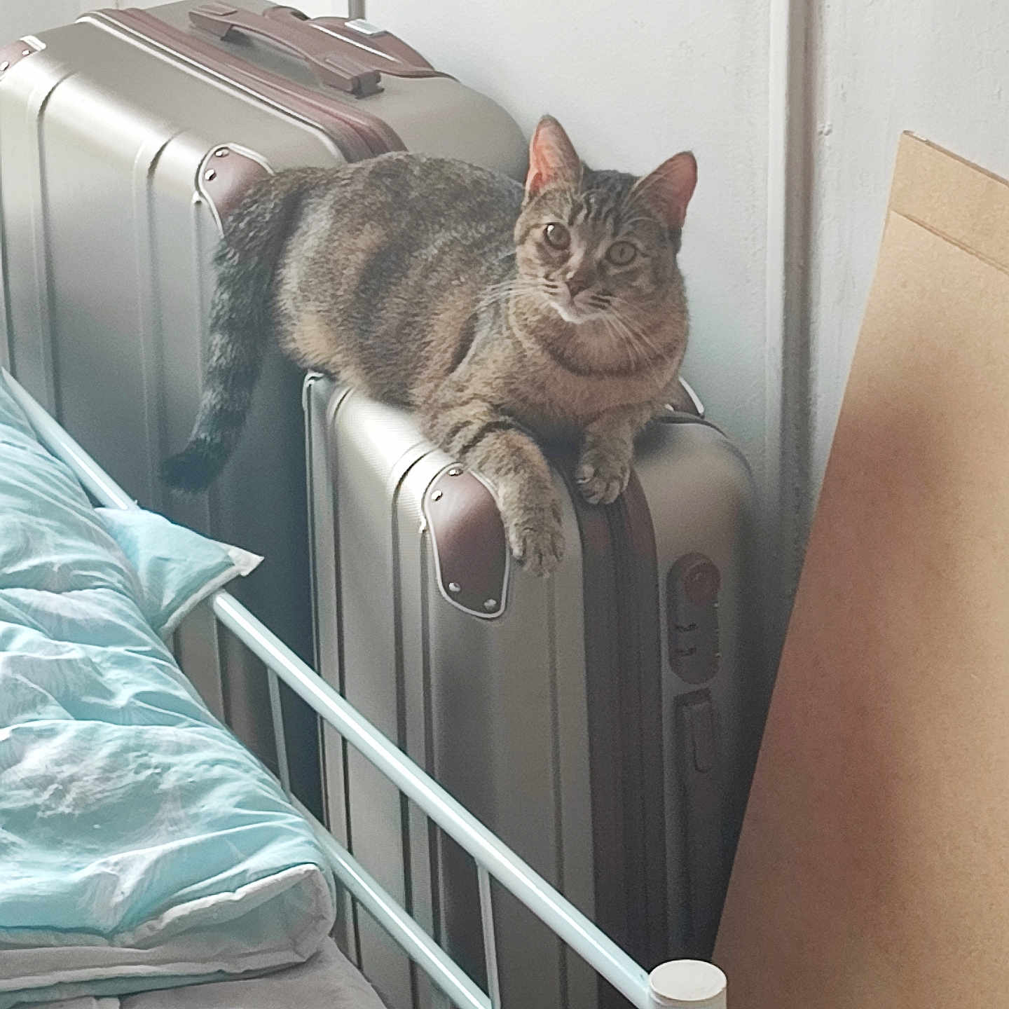 Poupouille participe au concours pour gagner de l'argent avec cette photo : animal, architecture, baggage, bed, bedroom, blanket, building, cat, crib, furniture, hostel, indoors, infantbed, kitten, manx, person, pet, room, sleeping, suitcase