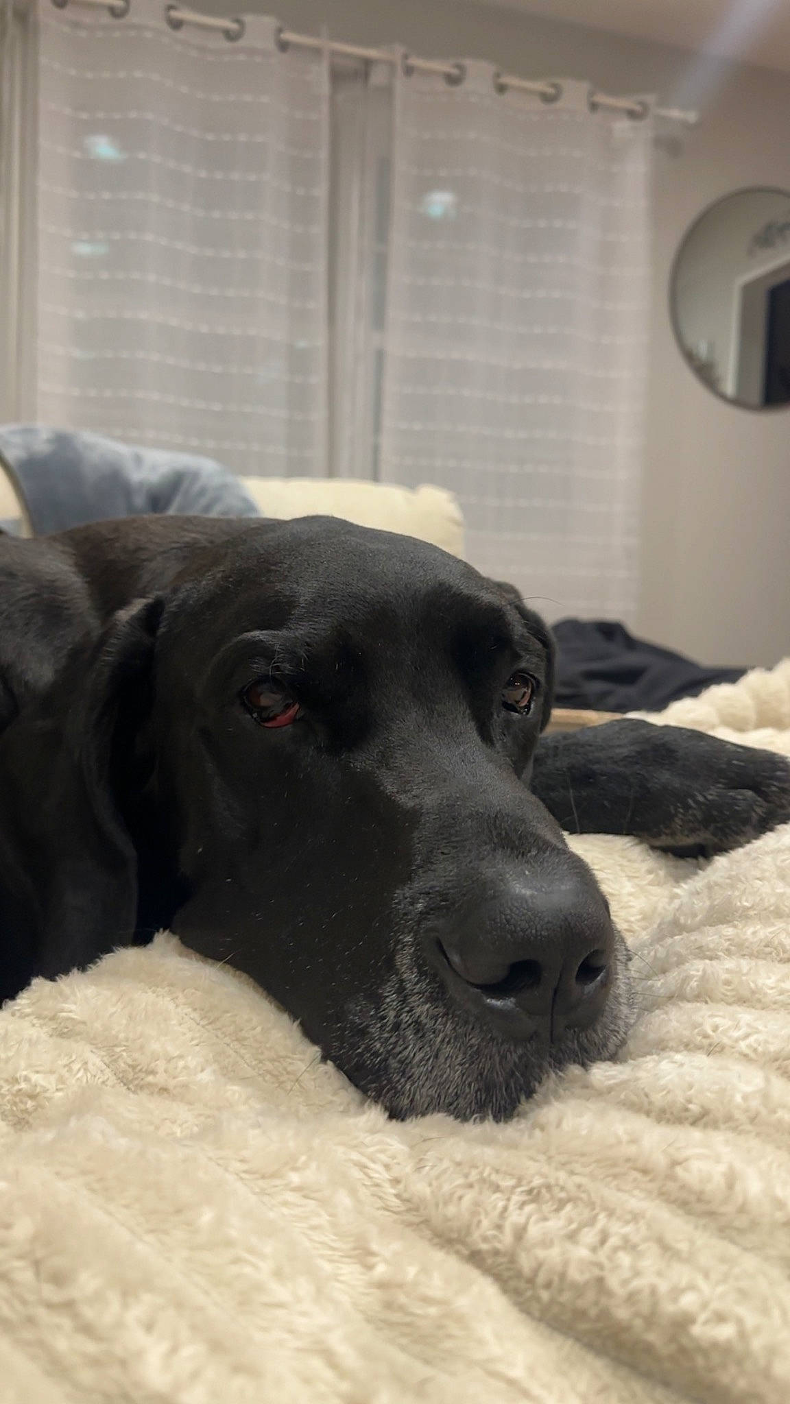 Wolf is registered to the contest to win money with this photo: borador, canidae, carnivore, comfort, companion_dog, dog, dog_breed, fur, guard_dog, gun_dog, linens, monochrome_photography, non_sporting_group, puppy, retriever, snout, sporting_group, terrestrial_animal, whiskers, working_animal