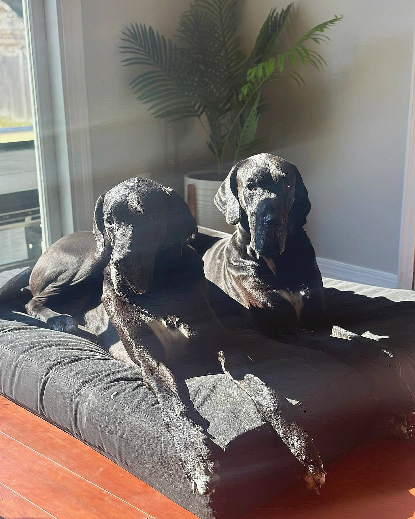 Wolf joined the competition — help win amazing prizes! art, canidae, carmine, carnivore, comfort, companion_dog, dog, dog_breed, flooring, grey, hardwood, metal, plant, rectangle, room, sporting_group, tints_and_shades, window, wood, working_animal