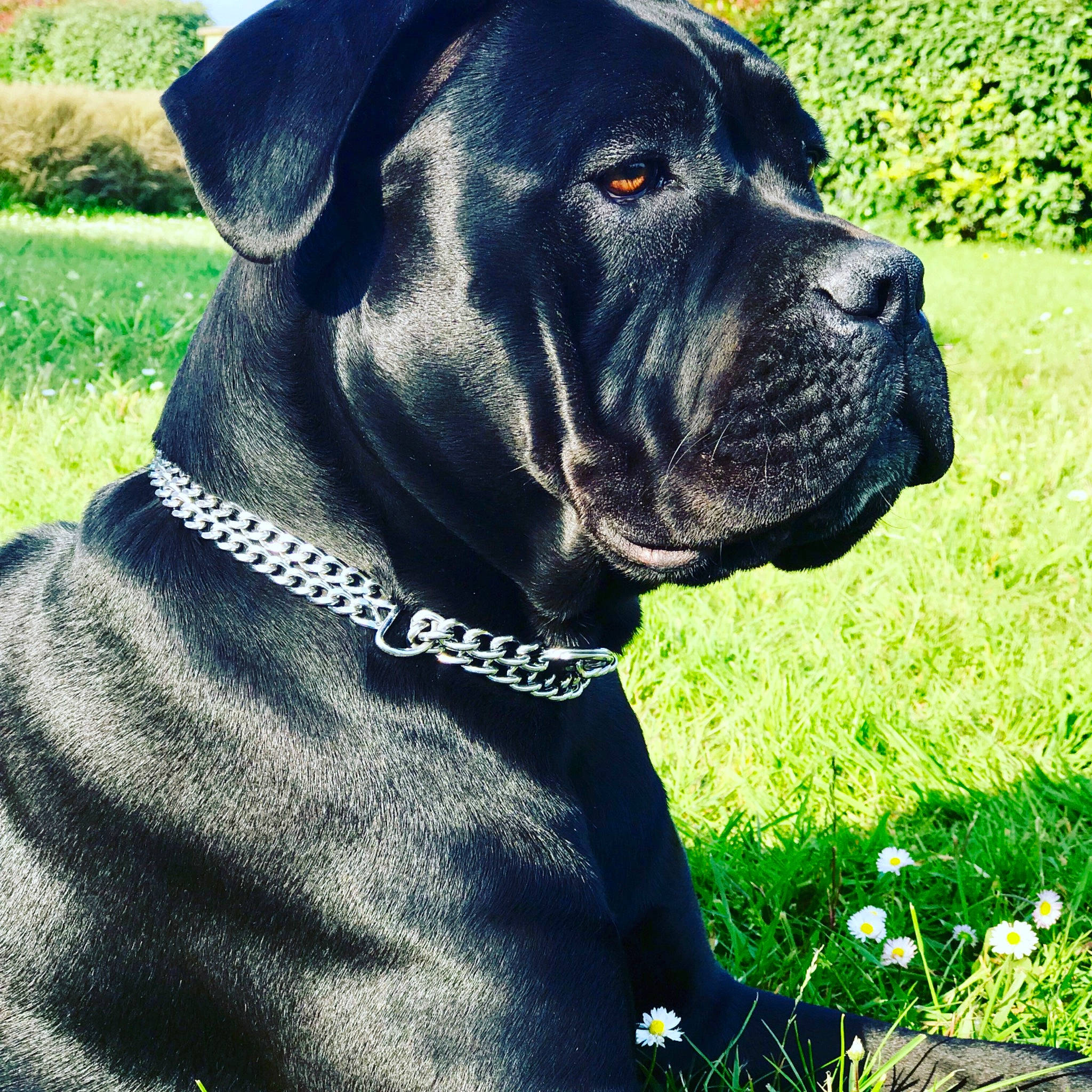 Nikita participe au concours pour gagner de l'argent avec cette photo : alano_espanol, alaunt, ancient_dog_breeds, bandog, cane_corso, canidae, carnivore, dog, dog_breed, dog_collar, guard_dog, mammal, molosser, perro_de_presa_mallorquin, rare_breed_dog, snout, sporting_group, vertebrate, working_dog