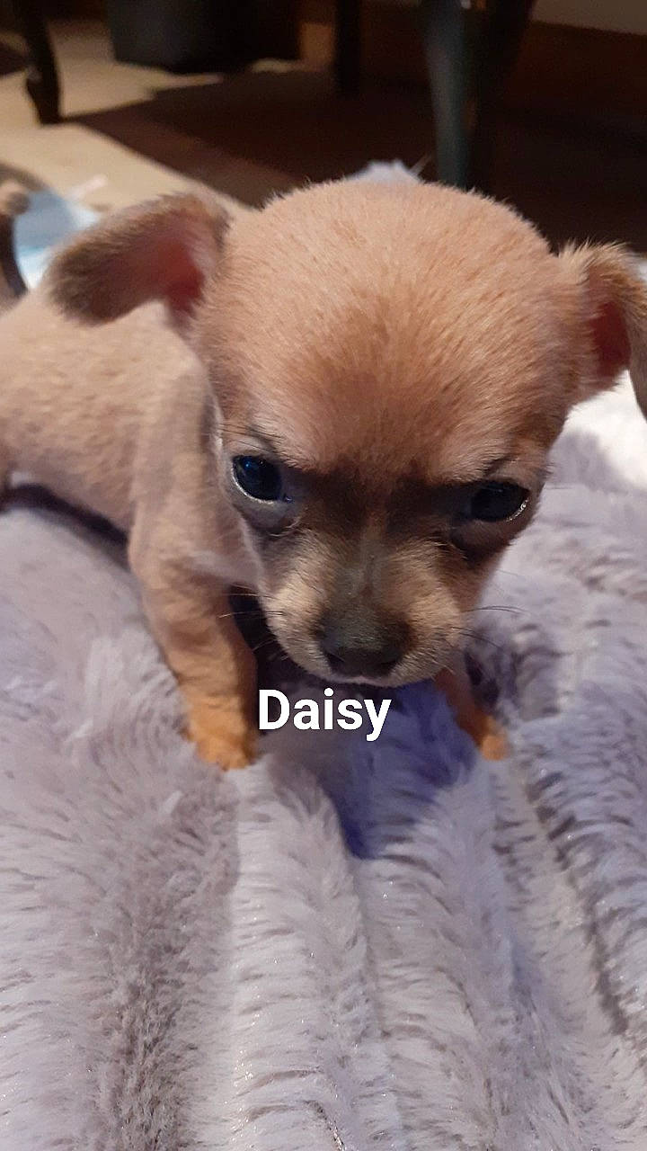 Daisy participe au concours pour gagner de l'argent avec cette photo : canidae, carnivore, chihuahua, companion_dog, dog, dog_breed, dog_supply, ear, fawn, fur, head, non_sporting_group, puppy, snout, sporting_group, terrestrial_animal, toy_dog, whiskers, working_animal