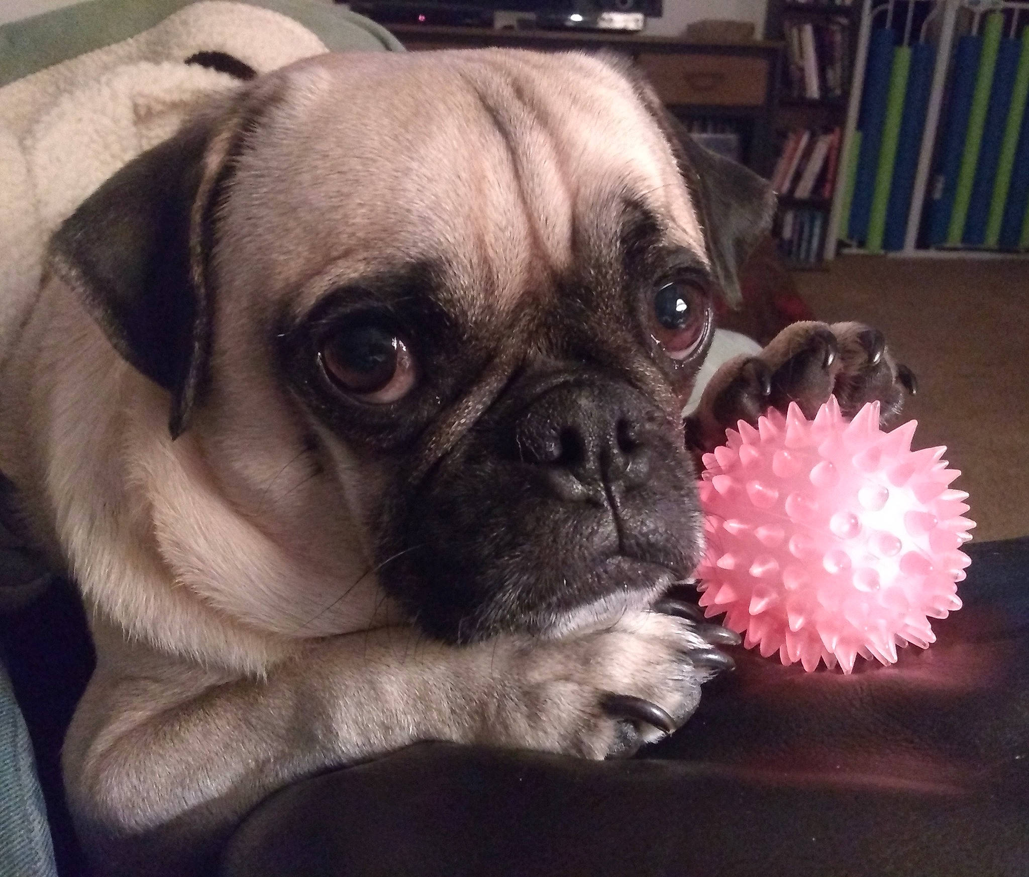 Hammy joined the competition — help win amazing prizes! ball, canidae, carnivore, companion_dog, dog, dog_breed, fawn, fur, mammal, non_sporting_group, plant, pug, puppy_love, shelf, snout, sporting_group, toy_dog, whiskers, working_animal, wrinkle