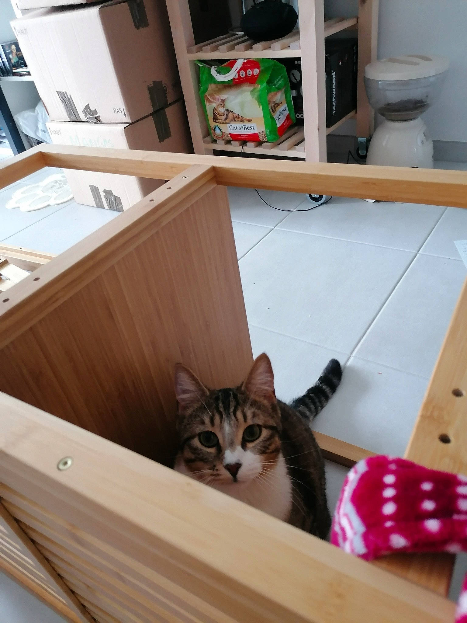 Sancho participe au concours pour gagner de l'argent avec cette photo : american_shorthair, carnivore, cat, domestic_short_haired_cat, european_shorthair, felidae, furniture, kitten, room, shelf, small_to_medium_sized_cats, table, whiskers, wood