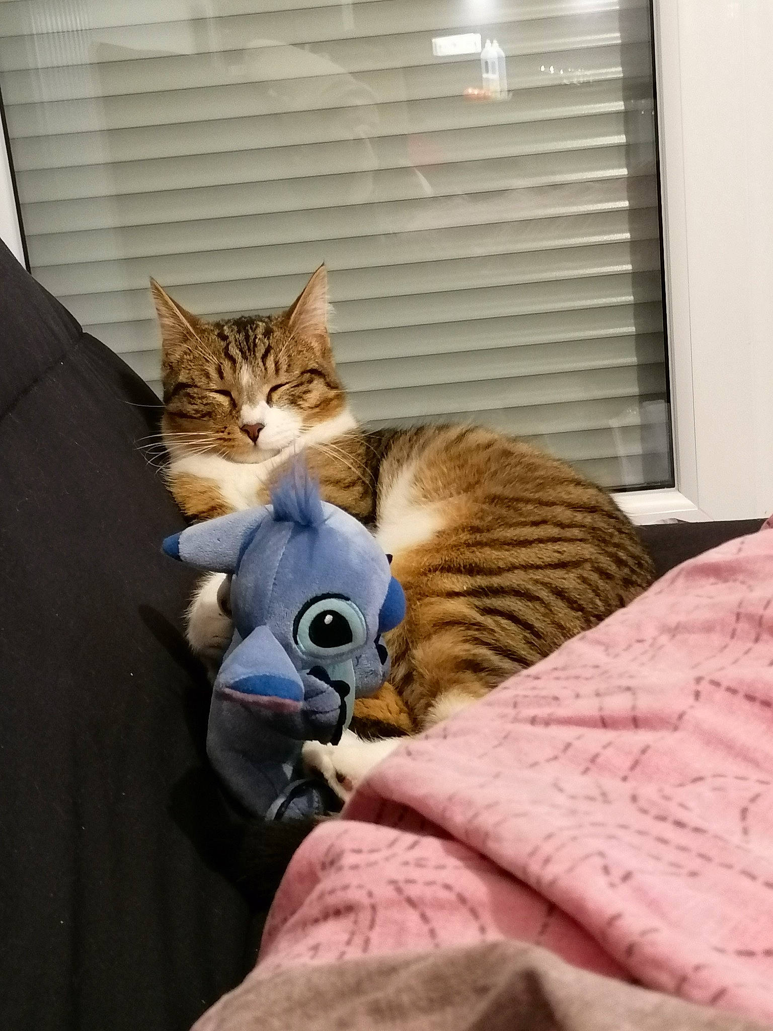 Sancho participe au concours pour gagner de l'argent avec cette photo : american_shorthair, asian, bed, carnivore, cat, comfort, domestic_short_haired_cat, european_shorthair, felidae, fur, kitten, linens, nap, pixie_bob, small_to_medium_sized_cats, tabby_cat, tail, whiskers