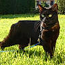 cat, black_cat, animal, pet, outdoor, grass, leash, collar, green_eyes, sunlight, nature, field, alert, fur, whiskers, mammal, domestic_animal, garden, summer, daylight