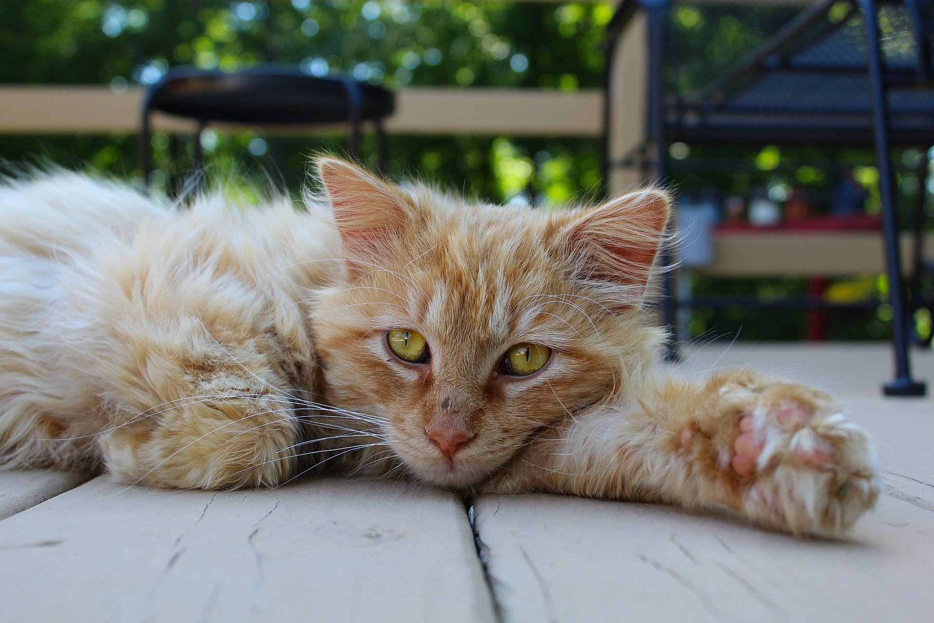 Gato joined the competition — help win amazing prizes! carnivore, cat, claw, close_up, comfort, domestic_short_haired_cat, fawn, felidae, fur, gesture, grass, paw, plant, small_to_medium_sized_cats, snout, tail, tree, whiskers, window, wood