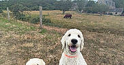Viviane participe au concours pour gagner de l'argent avec cette photo : dog, small_dog, large_dog, grass, field, fence, cow, farmhouse, tree, cloudy_sky, rural, outdoor, pets, happy, leash, collar, nature, animal, canine, cute