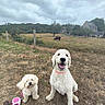 dog, small_dog, large_dog, grass, field, fence, cow, farmhouse, tree, cloudy_sky, rural, outdoor, pets, happy, leash, collar, nature, animal, canine, cute
