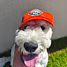 dog, white_dog, orange_cap, tongue_out, close_up, pet, grass, outdoor, happy, playful, canine, fur, nose, animal, summer, sunlight, headwear, cute, friendly, domestic_animal