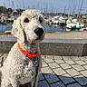 dog, curly_fur, orange_collar, leash, sitting, cobblestone, pavement, marina, boats, water, sky, outdoor, daylight, pet, animal, closeup, background_blur, nature, calm, portrait