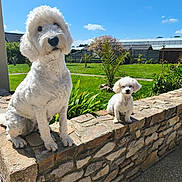Viviane participe au concours pour gagner de l'argent avec cette photo : dog, white_dog, pet, outdoor, garden, stone_wall, sunny_day, grass, blue_sky, plants, small_dog, large_dog, curious, fluffy, animal, nature, daylight, fence, countryside, two_dogs