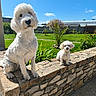 dog, white_dog, pet, outdoor, garden, stone_wall, sunny_day, grass, blue_sky, plants, small_dog, large_dog, curious, fluffy, animal, nature, daylight, fence, countryside, two_dogs