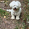 dog, white_dog, fluffy, outdoor, nature, path, grass, leaves, earth, pet, canine, happy, panting, fur, scruffy, sitting, animal, smiling, forest_floor, daylight