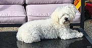 Plume participe au concours pour gagner de l'argent avec cette photo : dog, white_dog, fluffy, outdoor, table, patio_furniture, cushion, purple_cushion, garden, plants, sunlight, relaxing, pet, animal, small_dog, fur, resting, backyard, metal_frame, stone_floor