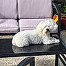 dog, white_dog, fluffy, outdoor, table, patio_furniture, cushion, purple_cushion, garden, plants, sunlight, relaxing, pet, animal, small_dog, fur, resting, backyard, metal_frame, stone_floor