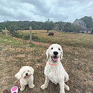 Plume a rejoint le concours — aidez-le/la à gagner de superbes lots ! dog, dogs, white_dog, small_dog, large_dog, leash, grass, field, fence, cow, cloudy_sky, outdoor, pet, animal, rural, nature, happy, sitting, collar, farmhouse