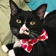 Tiddles joined the competition — help win amazing prizes! cat, tuxedo_cat, bow_tie, pink, red_hearts, whiskers, yellow_eyes, black_fur, white_fur, pet, indoor, blanket, resting, cute, close_up, animal, mammal, feline, portrait, adorable