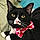 Tiddles