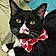 Tiddles