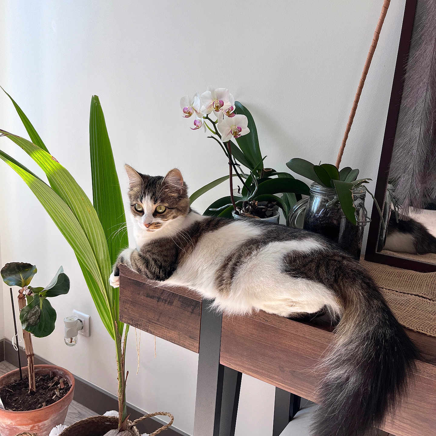 Kalyss a rejoint le concours — aidez-le/la à gagner de superbes lots ! cat, table, plant, orchid, leaf, pot, flower, indoor, relaxed, feline, wood, greenery, decor, mirror, reflection, natural_light, cozy, domestic, pet, fur