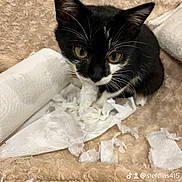 Chipie participe au concours pour gagner de l'argent avec cette photo : kitten, cat, black_and_white, paper_towel, shredded_paper, blanket, fur, pet, cute, animal, indoor, mess, playful, whiskers, small, looking_up, curious, soft_texture, domestic_cat, young