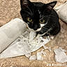 kitten, cat, black_and_white, paper_towel, shredded_paper, blanket, fur, pet, cute, animal, indoor, mess, playful, whiskers, small, looking_up, curious, soft_texture, domestic_cat, young