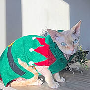 Ramesses is registered to the contest to win money with this photo: animal, blue_eyes, cat, cute, decor, feline, festive, green, hairless_cat, holiday, indoor, pet, plant, portrait, red, small, sphynx_cat, sunlight, sweater, table