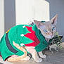 animal, blue_eyes, cat, cute, decor, feline, festive, green, hairless_cat, holiday, indoor, pet, plant, portrait, red, small, sphynx_cat, sunlight, sweater, table