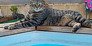Baloo a rejoint le concours — aidez-le/la à gagner de superbes lots ! animal, backyard, cat, face, head, jar, nature, outdoors, person, pet, photography, plant, planter, pool, portrait, pottedplant, summer, swimmingpool, water, yard