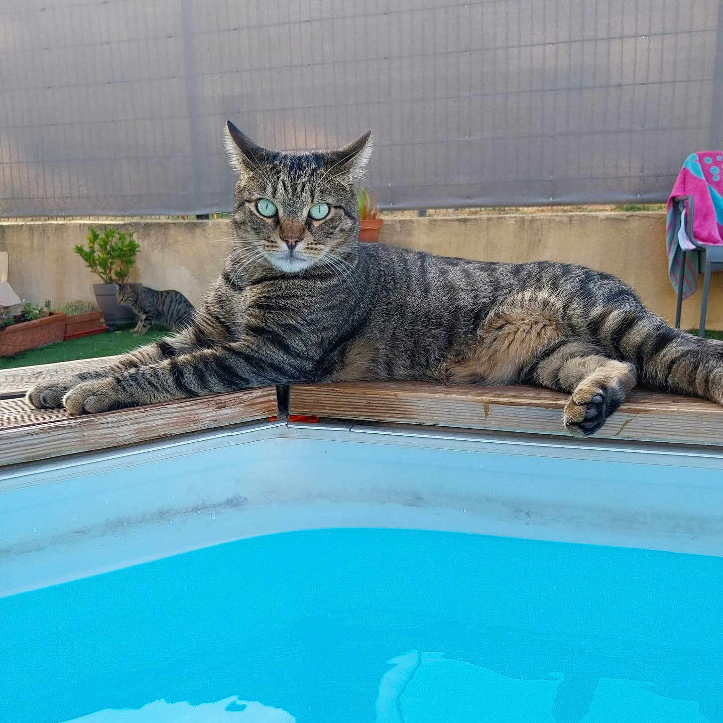 Baloo a rejoint le concours — aidez-le/la à gagner de superbes lots ! animal, backyard, cat, face, head, jar, nature, outdoors, person, pet, photography, plant, planter, pool, portrait, pottedplant, summer, swimmingpool, water, yard