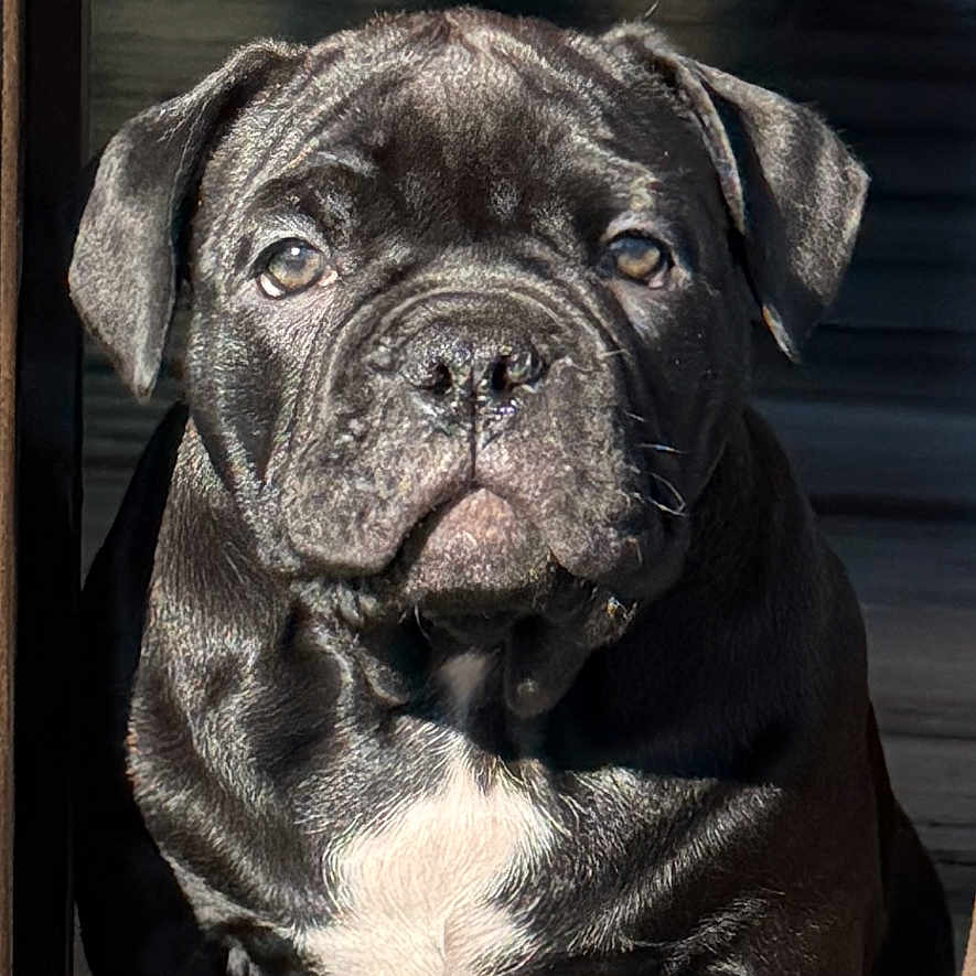 Nala is registered to the contest to win money with this photo: animal, black_fur, canine, close_up, companion, cute, dog, domestic_animal, doorway, fur, indoors, looking, paw, pet, portrait, puppy, sitting, sunlight, white_patch, young_dog