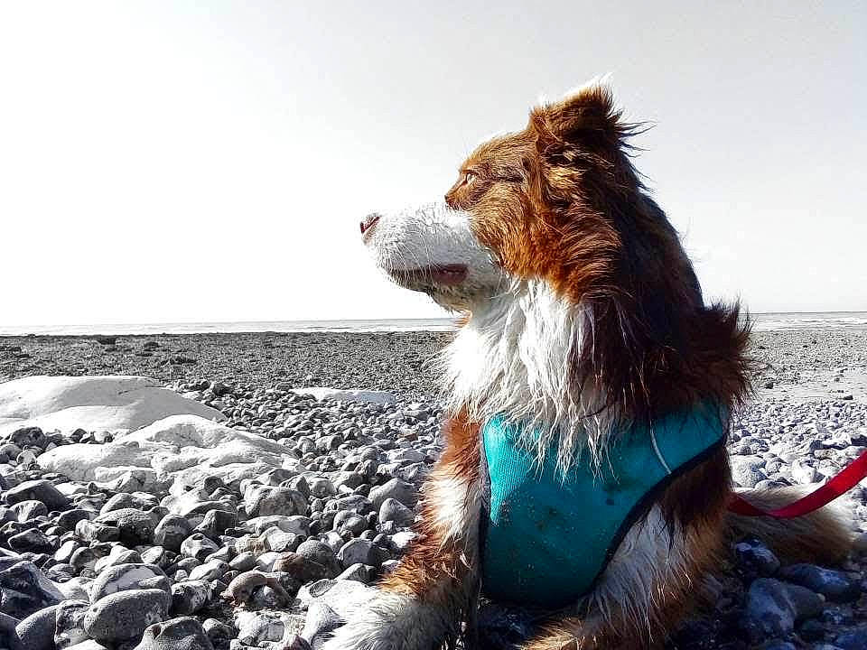 Marley a rejoint le concours — aidez-le/la à gagner de superbes lots ! beach, canidae, carnivore, companion_dog, dog, dog_breed, dog_supply, fawn, fur, happy, liver, ocean, people_in_nature, sky, snout, sporting_group, walking, water, whiskers, wind_wave