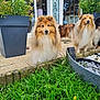 Vicka participe au concours pour gagner de l'argent avec cette photo : alert, animal, calm, canine, daylight, dog, fence, flower_pot, fur, garden, grass, greenery, nature, outdoor, pet, plants, portrait, shetland_sheepdog, stone_path, three_dogs