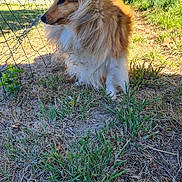 Vicka participe au concours pour gagner de l'argent avec cette photo : animal, attentive, brown, calm, canine, daytime, dog, fence, fluffy, fur, garden, grass, mammal, nature, outdoor, pet, shetland_sheepdog, side_view, sunlight, white