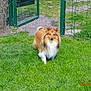 Vicka a rejoint le concours — aidez-le/la à gagner de superbes lots ! animal, canine, companion, daylight, dog, fluffy, fur, garden, gate, grass, greenery, leisure, muzzle, nature, outdoor, pet, shetland_sheepdog, summer, walking, yard