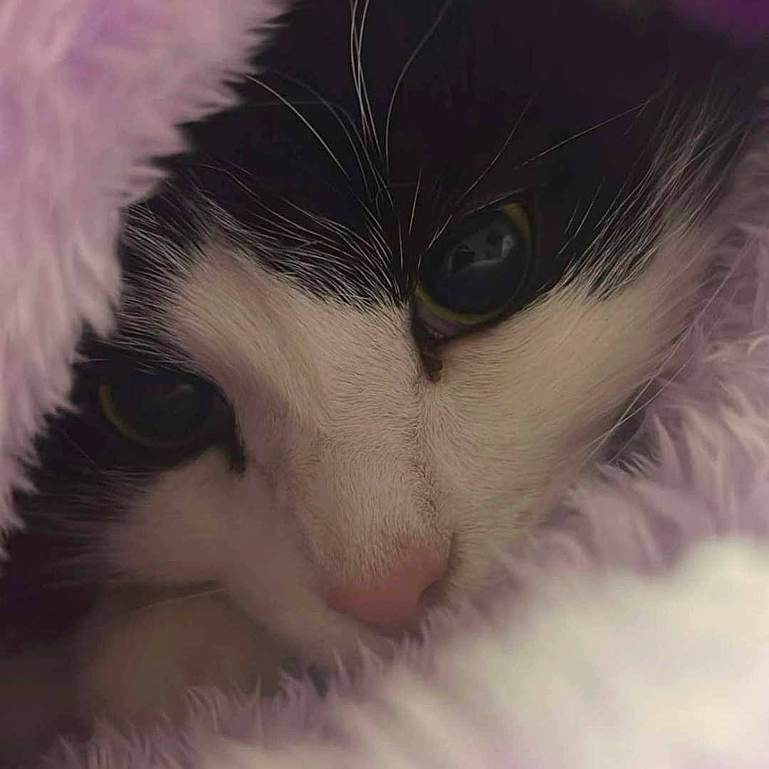 Sirius