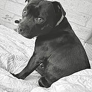 Themis a rejoint le concours — aidez-le/la à gagner de superbes lots ! animal, bed, bedding, black_dog, collar, comfort, cozy, cute, dog, expression, fur, home, indoor, looking_back, pet, portrait, quilt, resting, texture, wall