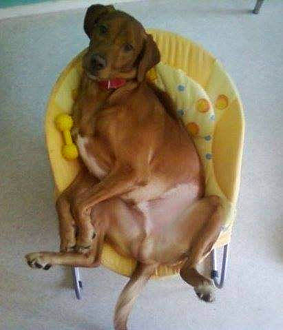 Bouba participe au concours pour gagner de l'argent avec cette photo : ancient_dog_breeds, canidae, carnivore, comfort, companion_dog, dog, dog_breed, dog_supply, ear, liver, paw, pet_supply, snout, sporting_group, tail, whiskers, working_animal