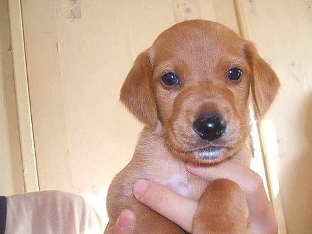 Bouba participe au concours pour gagner de l'argent avec cette photo : carnivore, circle, companion_dog, dog, dog_breed, ear, fawn, hound, hunting_dog, liver, nail, paw, pet_supply, terrestrial_animal, thumb, toy, whiskers, wood, working_animal