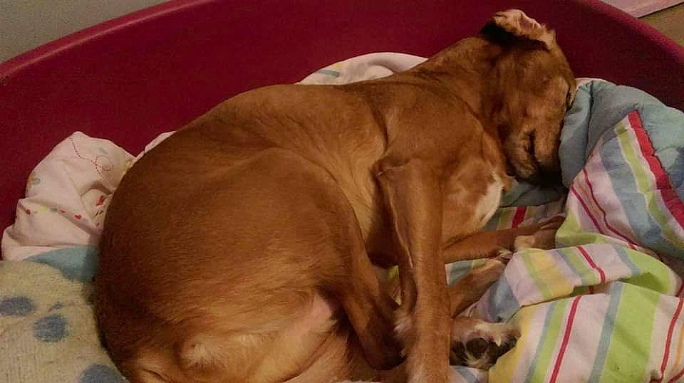 Bouba participe au concours pour gagner de l'argent avec cette photo : canidae, carnivore, comfort, companion_dog, dog, dog_breed, dog_supply, ear, fawn, fur, guard_dog, hardwood, liver, non_sporting_group, paw, pet_supply, sporting_group, tail, wood, working_animal