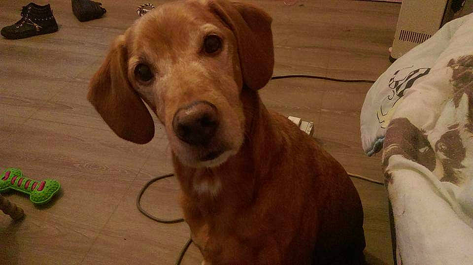 Bouba participe au concours pour gagner de l'argent avec cette photo : carnivore, companion_dog, dog, dog_breed, dog_collar, ear, eye, fawn, gun_dog, hardwood, hound, liver, pet_supply, retriever, sporting_group, varnish, whiskers, wood, wood_stain, working_animal