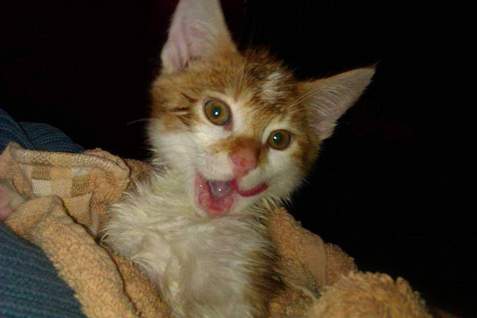 Sid a rejoint le concours — aidez-le/la à gagner de superbes lots ! carnivore, cat, claw, comfort, domestic_short_haired_cat, fang, fawn, felidae, fur, laperm, paw, small_to_medium_sized_cats, snout, tail, whiskers