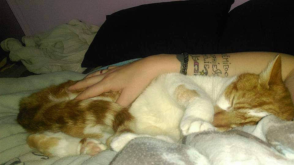 Sid a rejoint le concours — aidez-le/la à gagner de superbes lots ! bed, bedding, carnivore, cat, comfort, companion_dog, domestic_short_haired_cat, fawn, felidae, fur, human_leg, lap, linens, nail, nap, small_to_medium_sized_cats, tail, thigh, whiskers, wrist