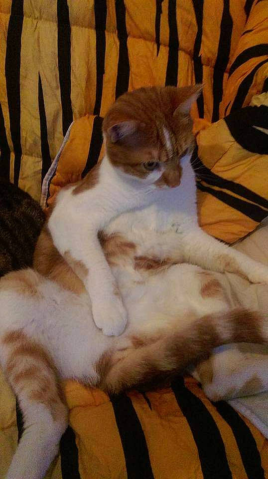 Sid participe au concours pour gagner de l'argent avec cette photo : carnivore, cat, claw, comfort, domestic_short_haired_cat, fawn, felidae, fur, paw, small_to_medium_sized_cats, tail, terrestrial_animal, whiskers