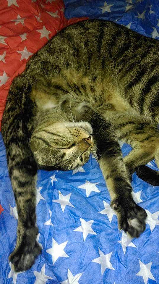 Netnet a rejoint le concours — aidez-le/la à gagner de superbes lots ! carnivore, cat, claw, comfort, domestic_short_haired_cat, electric_blue, felidae, fur, grass, nap, paw, sleep, small_to_medium_sized_cats, snout, tail, terrestrial_animal, whiskers, wildlife