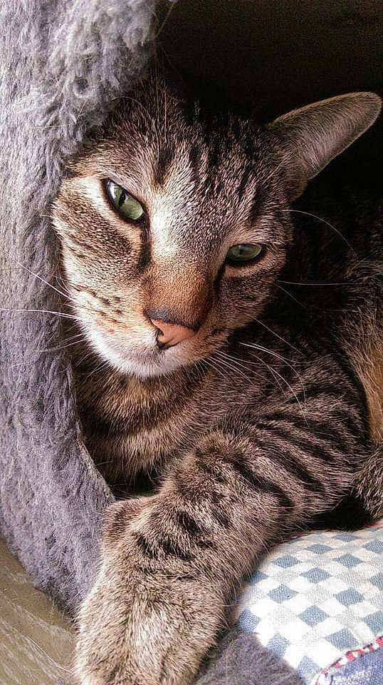 Netnet participe au concours pour gagner de l'argent avec cette photo : carnivore, cat, domestic_short_haired_cat, eye, felidae, fur, grass, paw, small_to_medium_sized_cats, snout, terrestrial_animal, tree, whiskers, wildlife, window