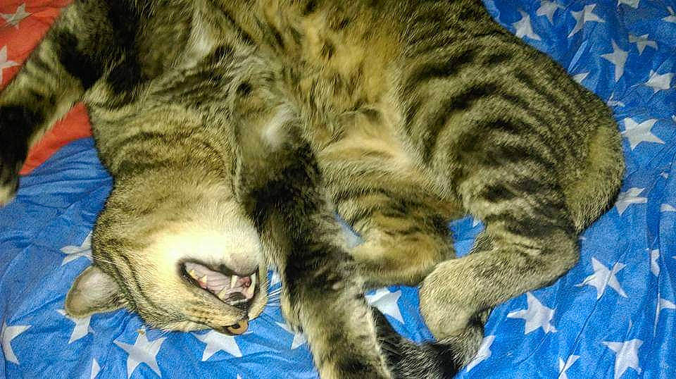 Netnet a rejoint le concours — aidez-le/la à gagner de superbes lots ! carnivore, cat, claw, close_up, comfort, domestic_short_haired_cat, electric_blue, fang, felidae, fur, mammal, nap, paw, small_to_medium_sized_cats, snout, tail, terrestrial_animal, vertebrate, whiskers, wildlife