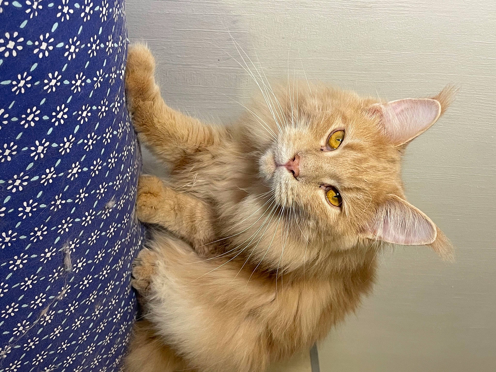 Scar a rejoint le concours — aidez-le/la à gagner de superbes lots ! carnivore, cat, claw, domestic_short_haired_cat, eye, fawn, felidae, fur, gesture, paw, photo_caption, small_to_medium_sized_cats, tail, terrestrial_animal, whiskers, wildlife